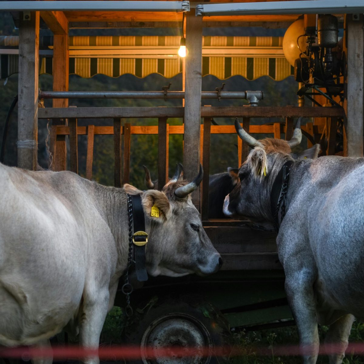 Two cows beside a rustic wooden shelter lit by a warm bulb. Evening farm scene.